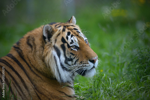 The Malayan tiger  Panthera tigris jacksoni  was recognized as a tiger subspecies that inhabits the southern and central parts of the Malay Peninsula