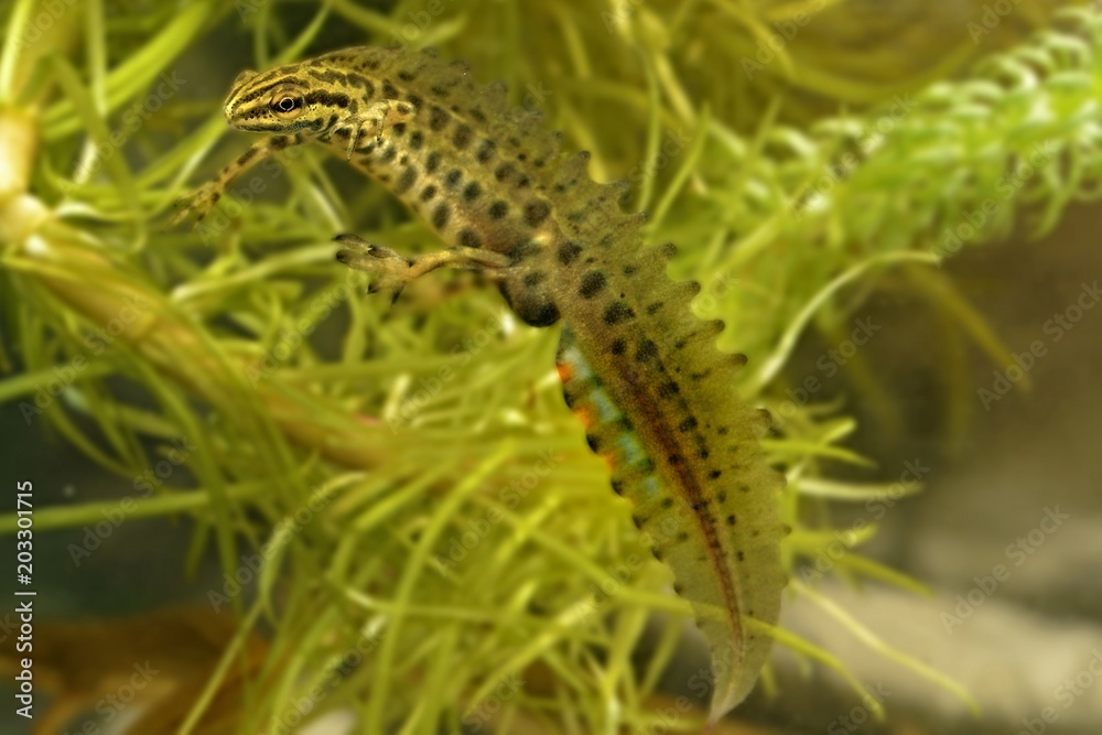 The smooth newt, European newt, Lissotriton vulgaris. Newt in the water The smooth newt, European newt, Lissotriton vulgaris. Newt in the water