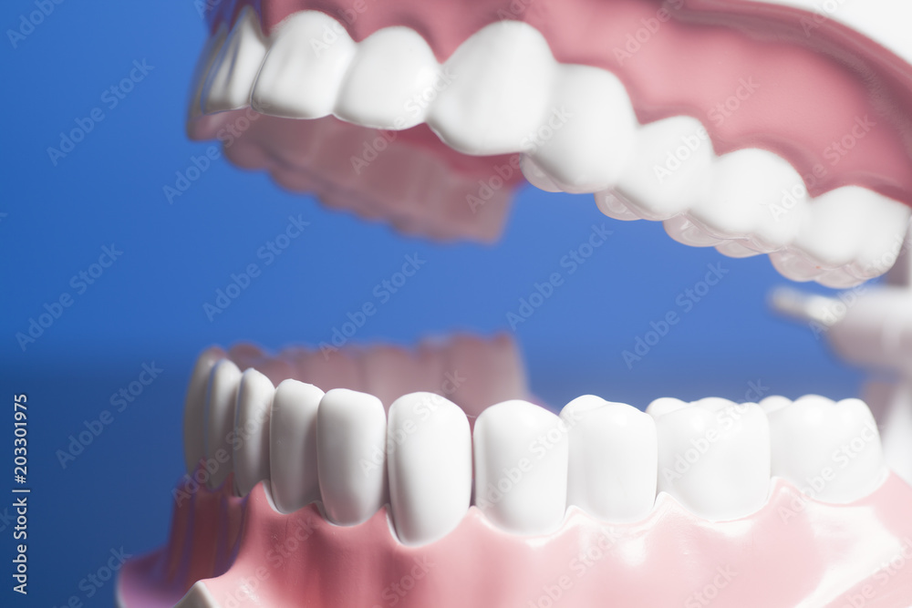 Obraz premium Dental human teeth model