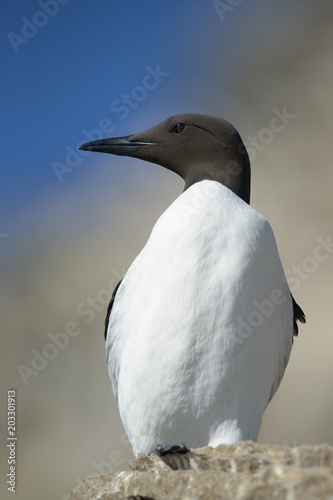 The common murre or common guillemot (Uria aalge) is a large auk. Postcard photo