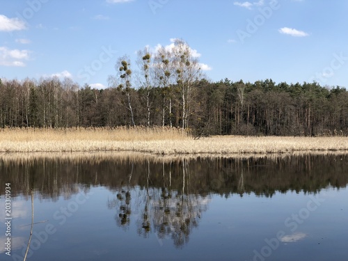 Obraz na płótnie Las w salonie