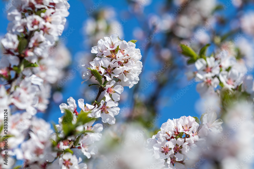 Close up of White Blossom Cherry Tree Branch Close up of White Blossom Cherry Tree Branch