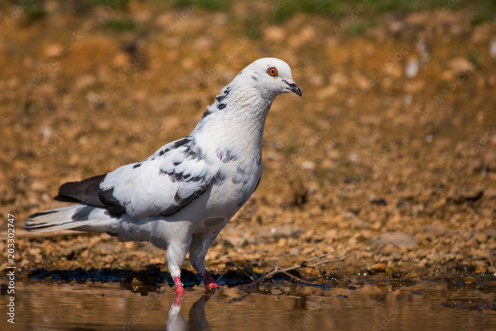 Rock Dove (Columba livia) stands in the water Rock Dove (Columba livia) stands in the water