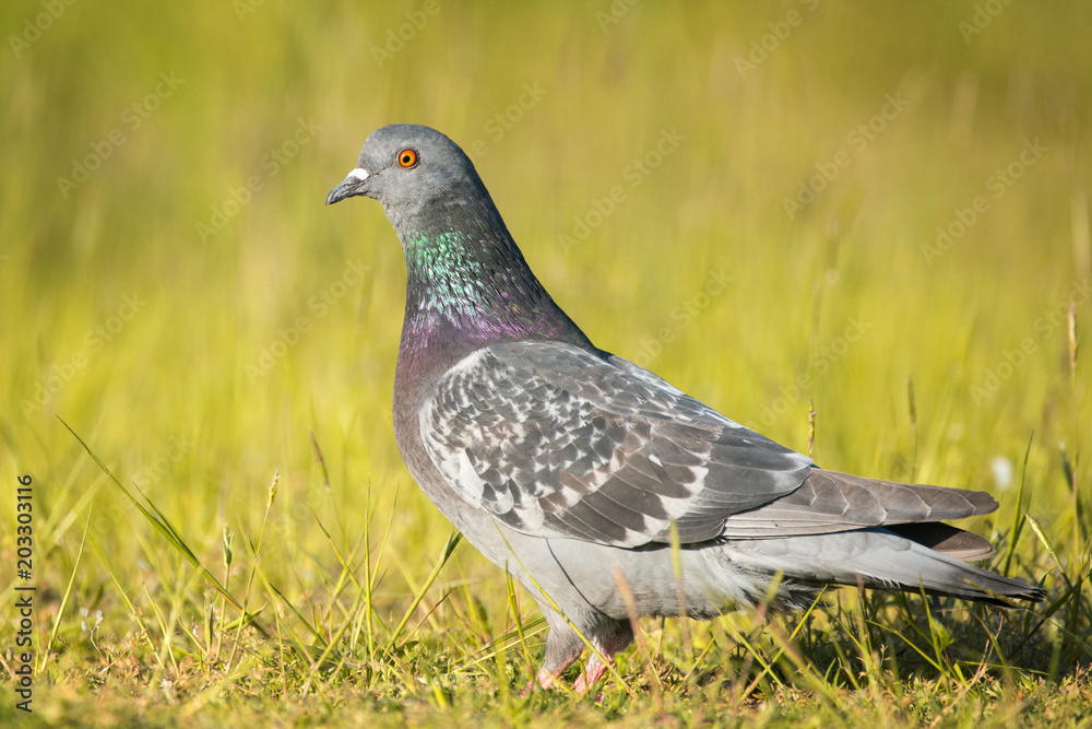 Fototapeta premium Rock Dove (Columba livia) stands in the grass