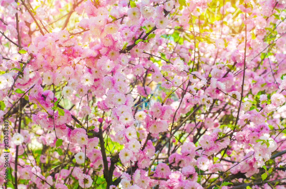 pink bush blossoms in spring with pink flowers. natural wallpaper. concept of spring. background for design. pink bush blossoms in spring with pink flowers. natural wallpaper. concept of spring. background for design.