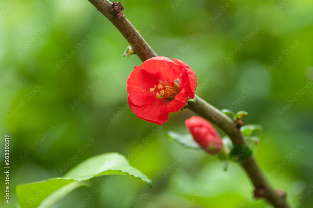 Closeup of red cydonia flowers in urban park Closeup of red cydonia flowers in urban park