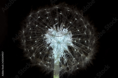 Fototapeta Naklejka Na Ścianę i Meble -  Inverted picture of dandelion on black background