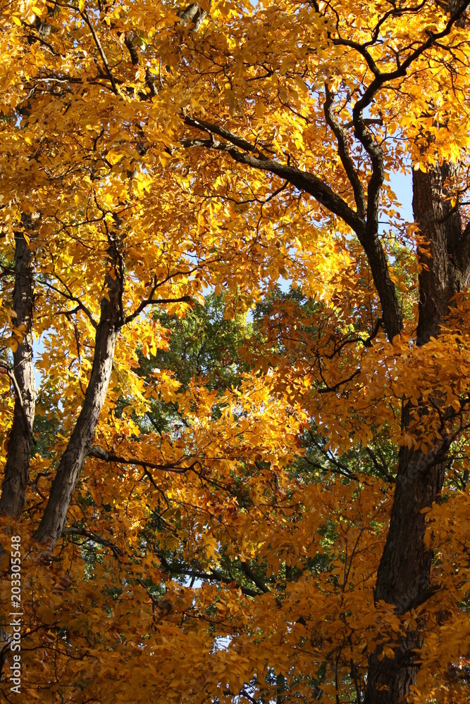 Fototapeta premium Fall Maple Trees 2