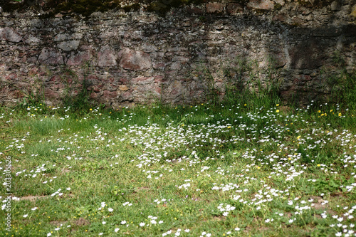 Wildwiese vor rustikaler Mauer / Eine rustikale Mauer aus versetzten und abgebrochenen Steinen auf einer Wiese mit Löwenzahn und Gänseblümchen. photo