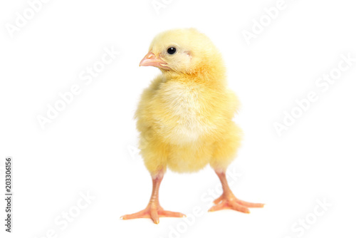 One little chicken isolated on white background