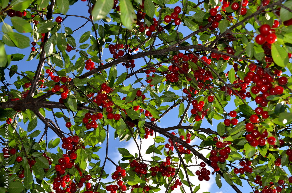 
The branch of the cherry tree abounds in ripe fruit.