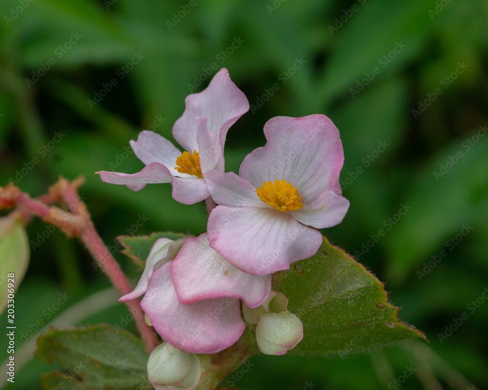 Fototapeta premium Pink flower