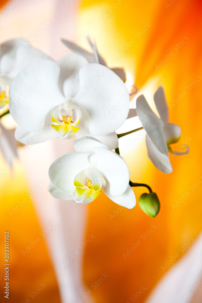 Orchidee, Muttertag, Geburtstag, schön, Stillleben Stock Photo | Adobe Stock
