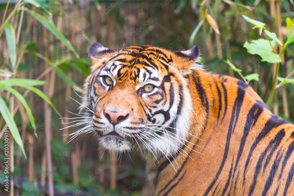 Obraz premium 見つめる虎