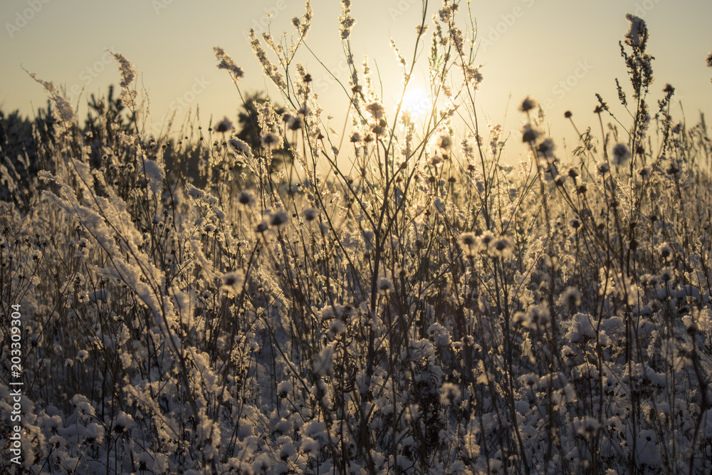 Fototapeta premium Winter Nature Sunset