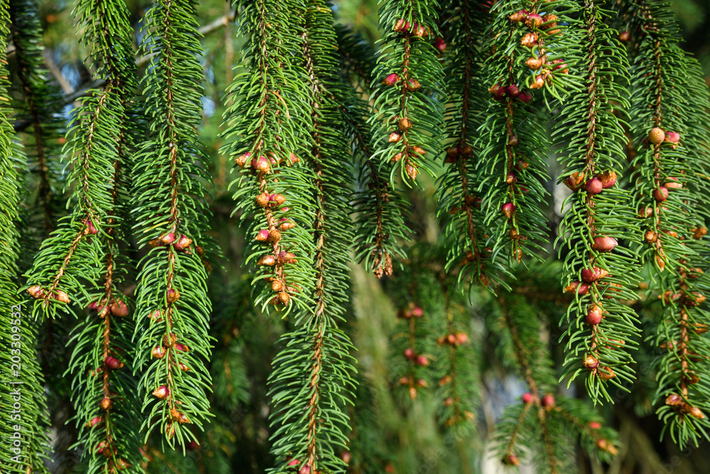 Evergreen Branches
