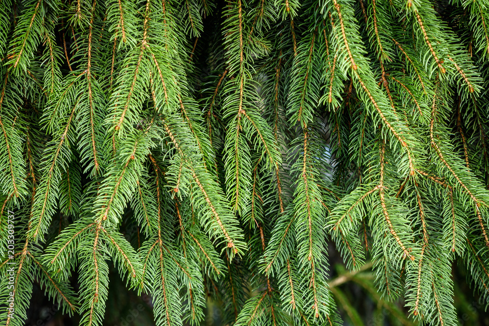 Evergreen Branches