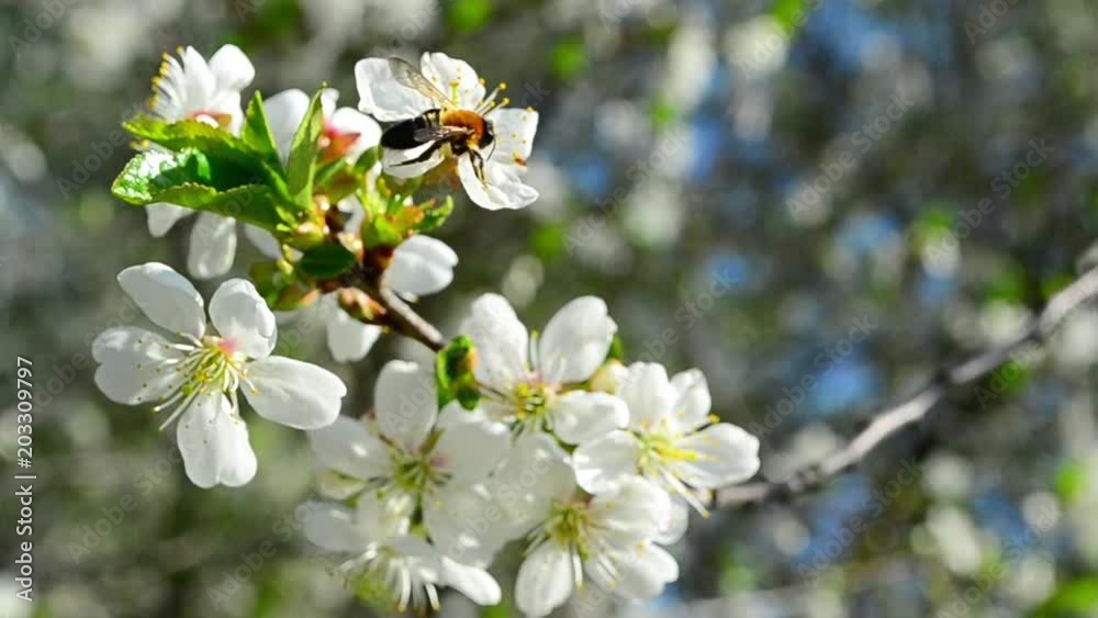 Colletes ultravalidus, bee, cerasus, prunus cerasus Colletes ultravalidus, bee, cerasus, prunus cerasus