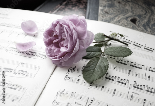 Alte Musiknoten mit erblühter Rose (Rosaceae), Liebeskummer, Trauer, Tod 