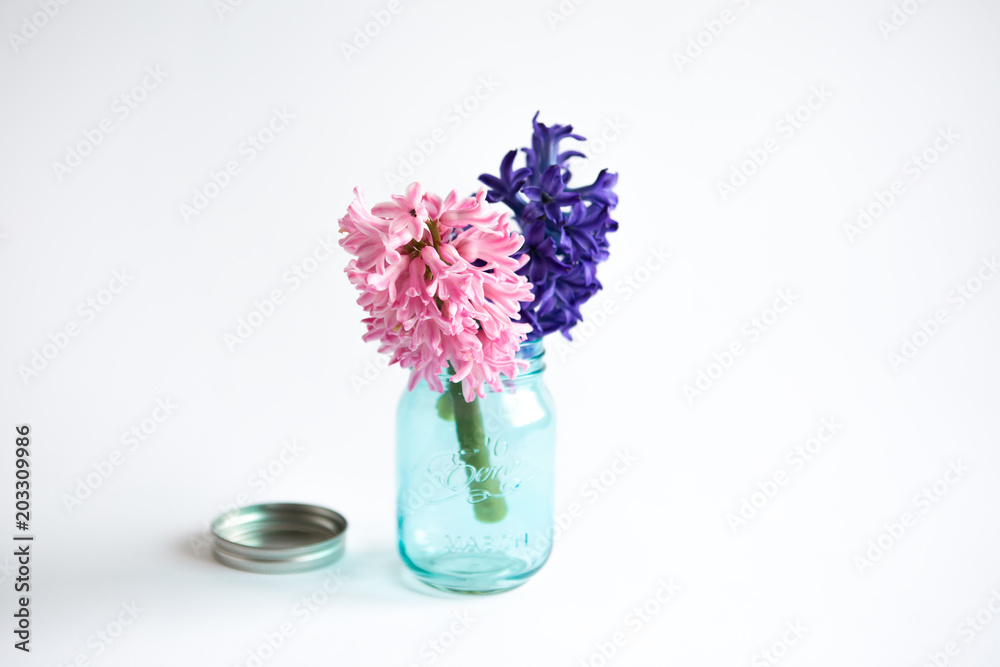 Pink and Purple Hyacinth flowers in a blue mason jar on a white background Pink and Purple Hyacinth flowers in a blue mason jar on a white background