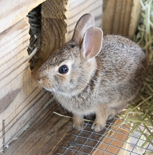 Cottontail Bunny