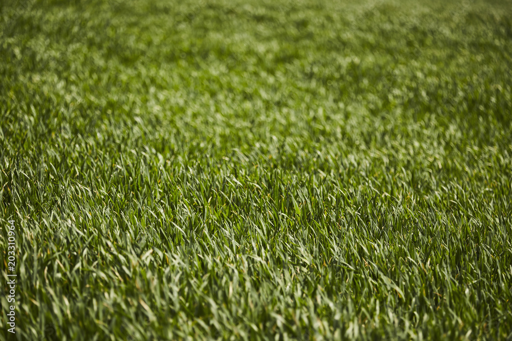 grass coming up in Spring on a farm pasture, Amish Country, Lancaster County, Pennsylvania, USA