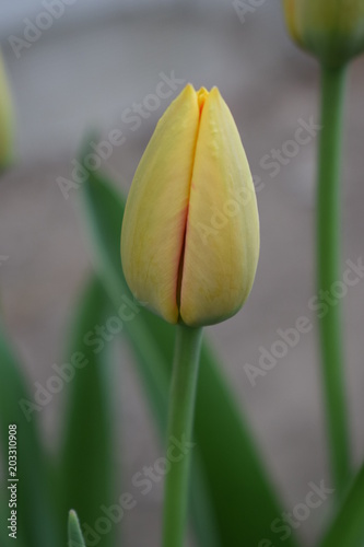 Tulipan w pąku