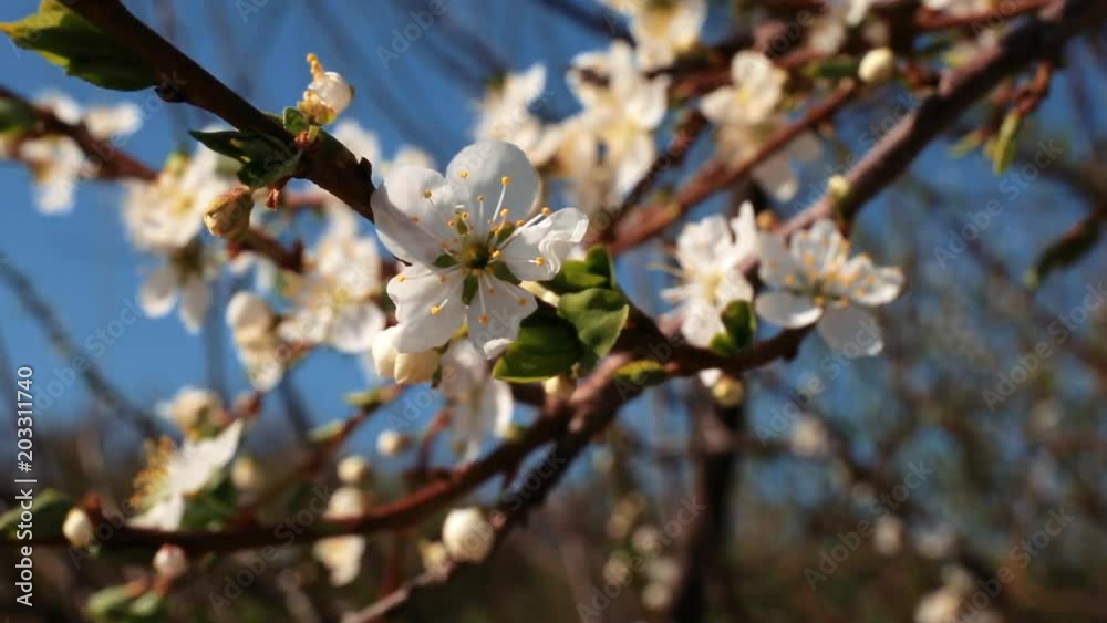 Cherry flowers blooming at tree branch in springtime swinging by wind, macro shot, selective focus Cherry flowers blooming at tree branch in springtime swinging by wind, macro shot, selective focus