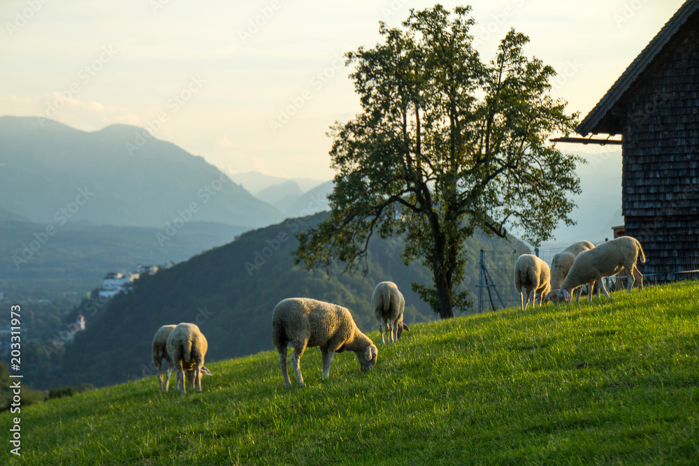 Fototapeta premium heuberg, salzburg, sommer
