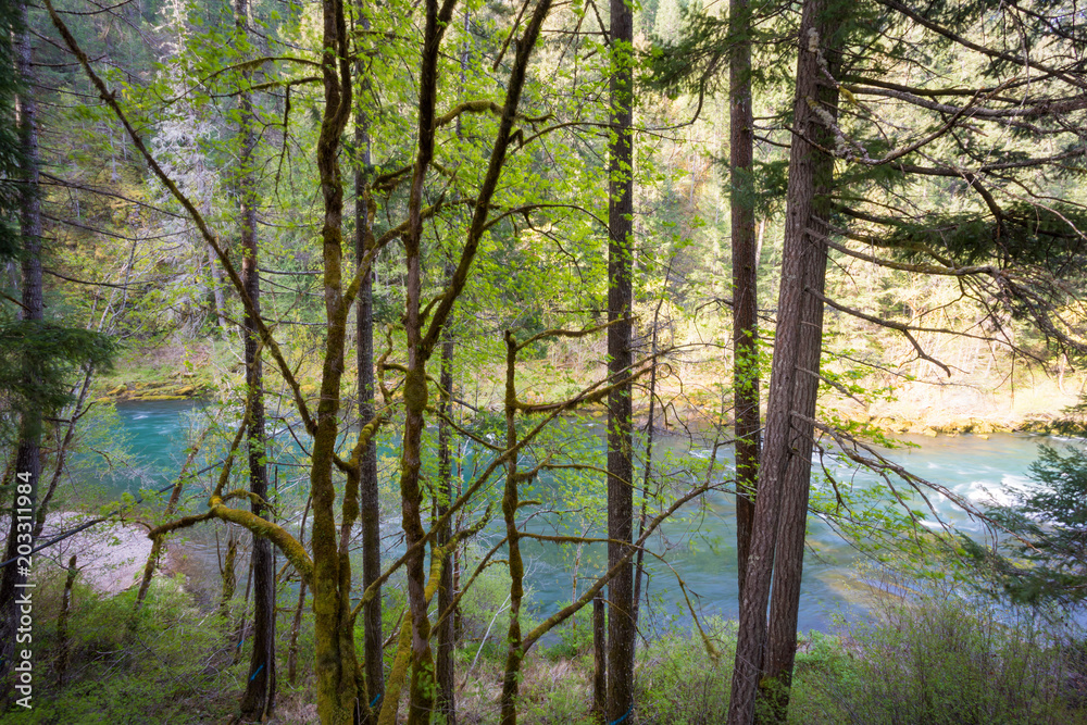 Obraz premium North Umpqua River Oregon