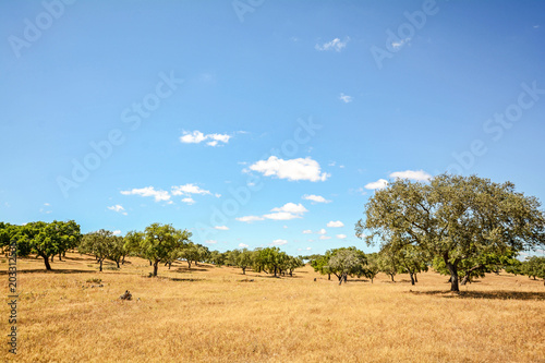 Hilly Alentejo landscape with cork oak trees and yellow fields in late summer near Beja, Portugal Europe