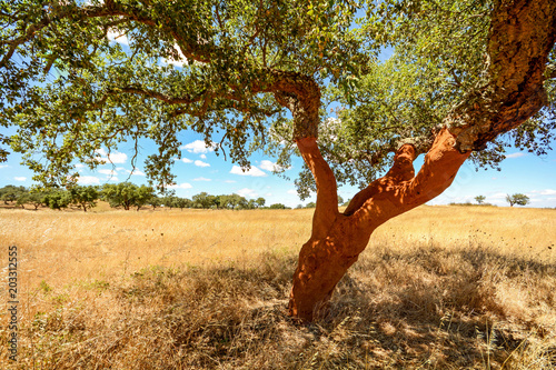 Hilly Alentejo landscape with cork oak trees and yellow fields in late summer near Beja, Portugal Europe