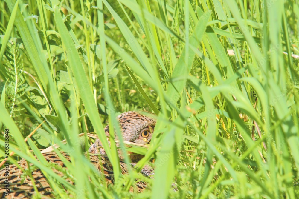 Obraz premium Female Common Pheasant sitting in its nest in grass
