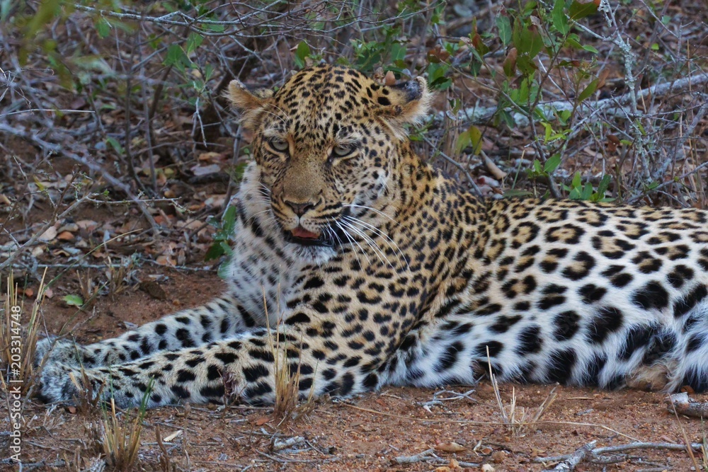 Leopardo Leopardo