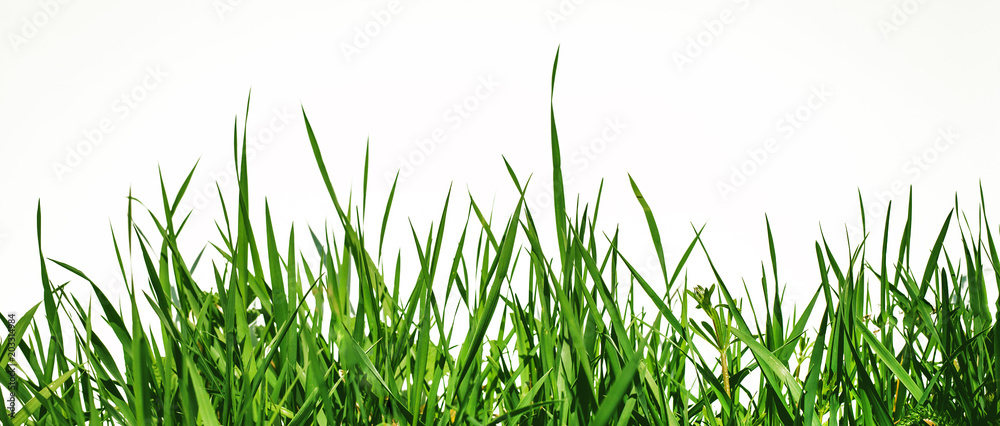green grass is depicted from below on a white background green grass is depicted from below on a white background
