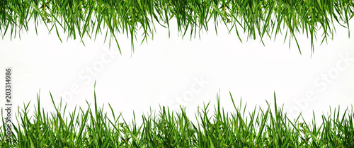 white background is decorated with green grass from above and below