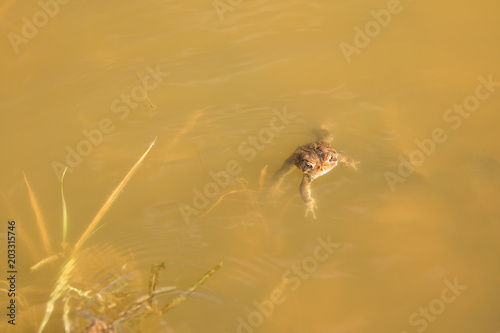 Frog Swimming in Murky Pond Water