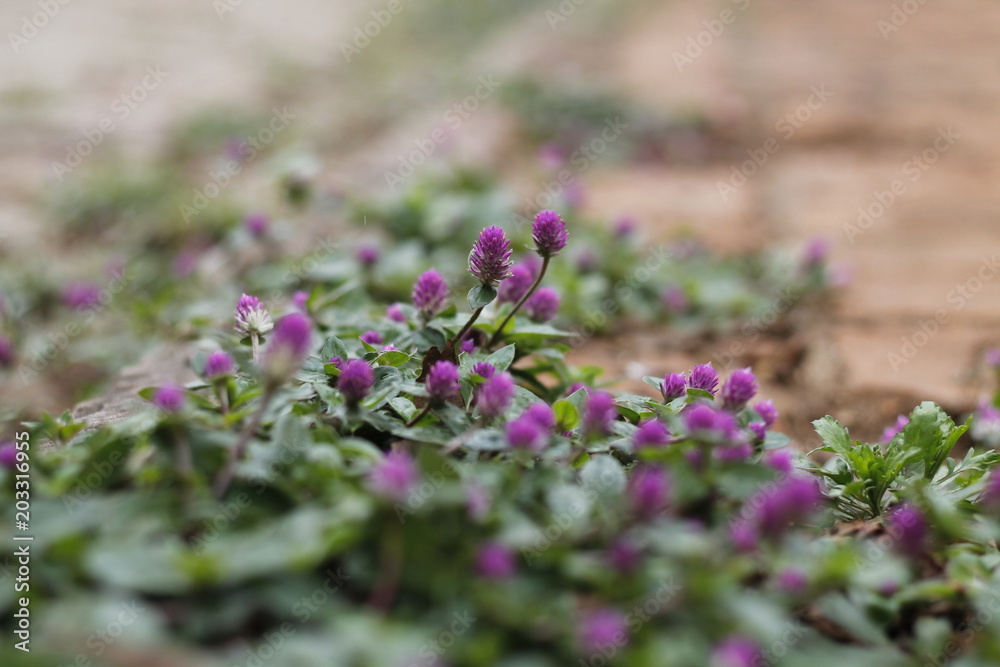 Obraz premium flowers in a garden, gracing and coloring