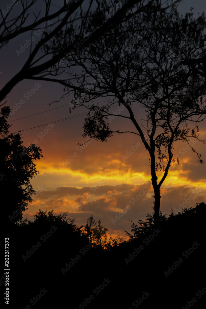 sunset over the silhouette of a tree