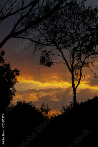 sunset over the silhouette of a tree