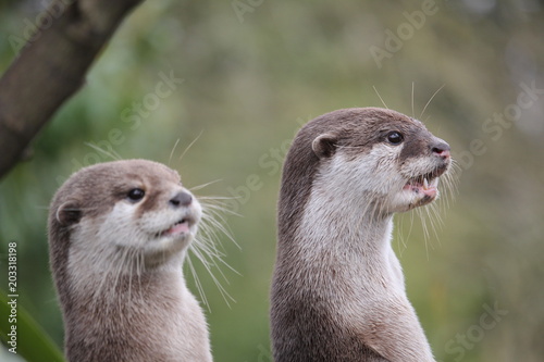 Cute close up portrait of a pair of two Asian or Oriental small clawed otter (Aonyx cinerea) with out of focus background © Gary Perkin