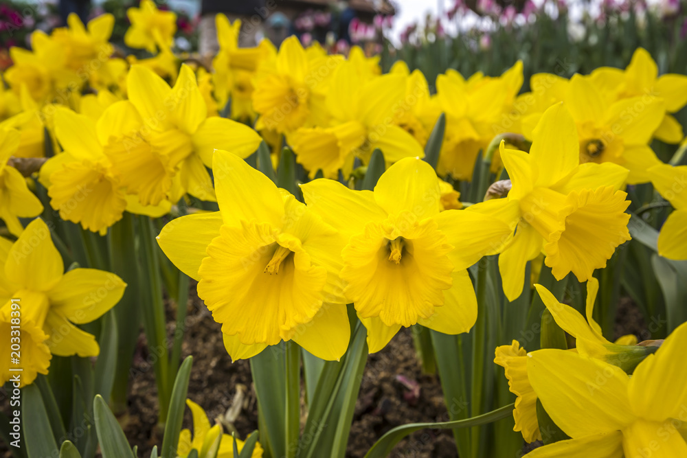 Obraz premium Narcissus flowers