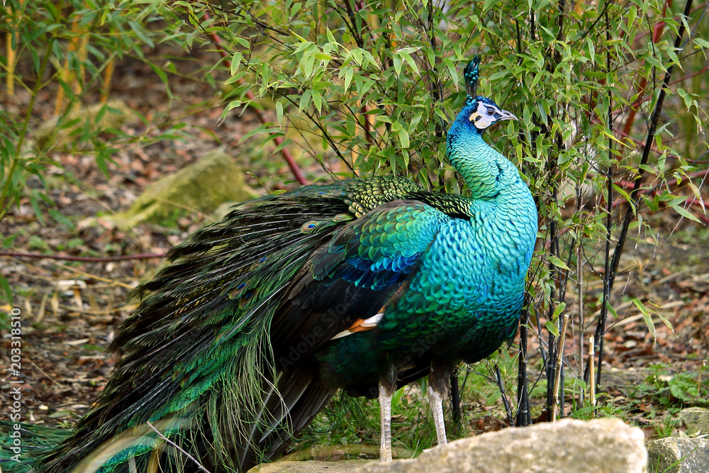 Fototapeta premium A Male Indian peacock or blue peacock (Pavo cristatus) with distinctive iridescent blue plumage