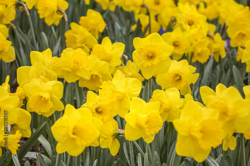 Fototapeta Naklejka Na Ścianę i Meble -  Narcissus flowers