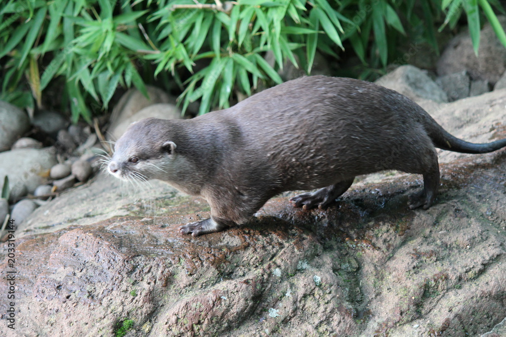 otter Asian small-clawed otters otter Asian small-clawed otters