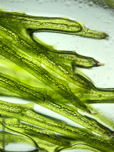 zoom micro organism algae cell