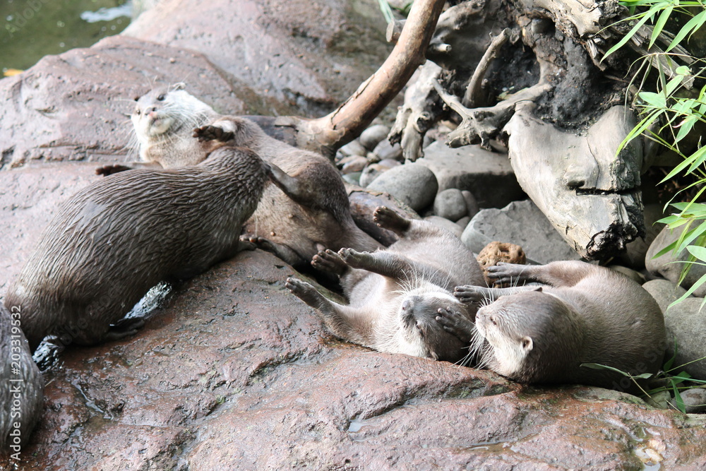 Obraz premium otter Asian small-clawed otters