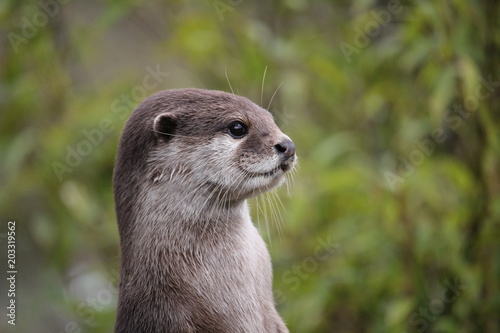 Cute close up portrait of an Asian or Oriental small clawed otter (Aonyx cinerea) with out of focus background