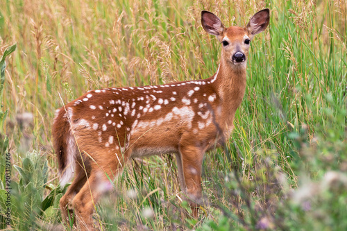 Fawn with Spots in Grass