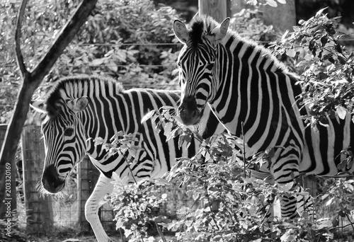 Black and white zebra at zoo